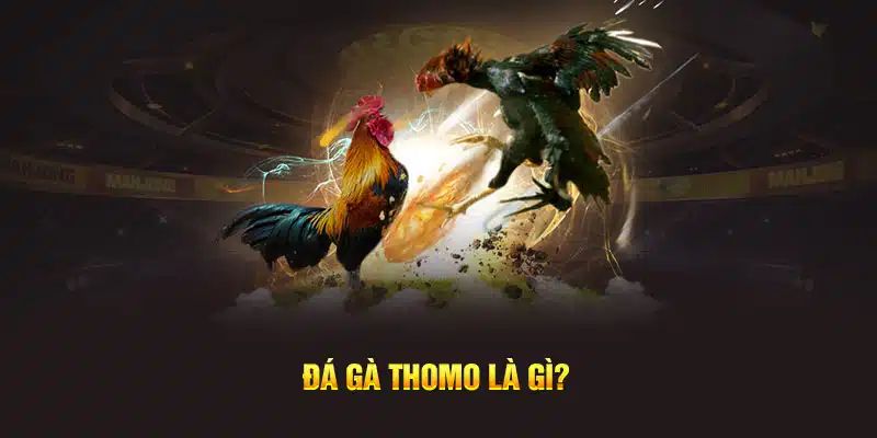 Tìm hiểu đá gà Thomo là gì?