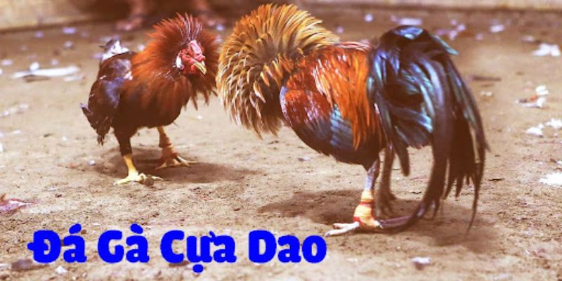 Giải mã sức hút khủng của đá gà cựa dao