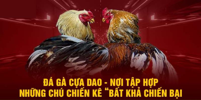 đá gà cựa dao