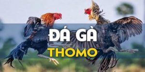 đá gà Thomo là gì