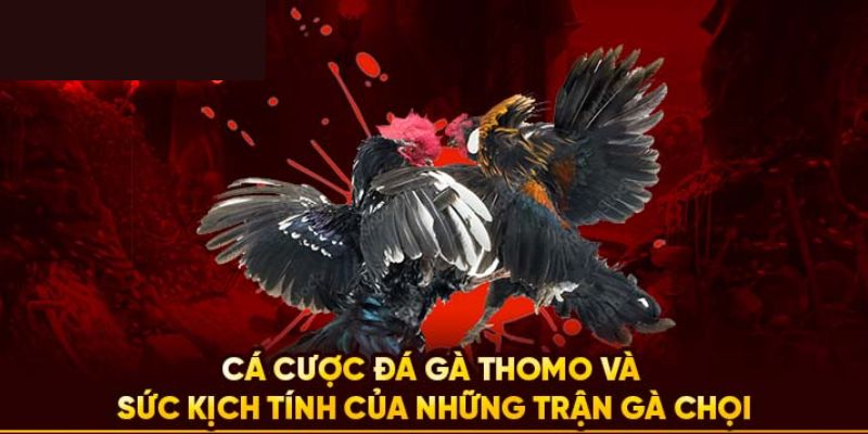 Đá gà Thomo là gì và có những hình thức nào?